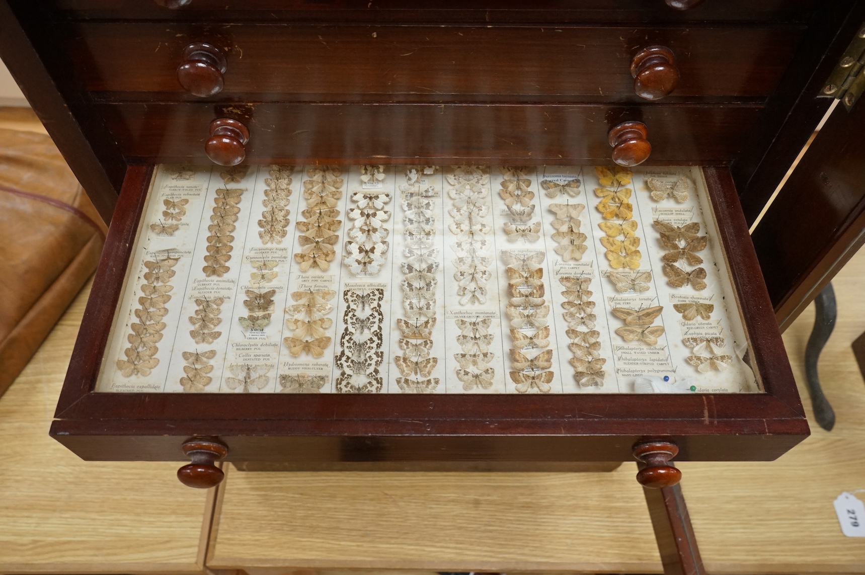 A Victorian ten drawer mahogany collector’s cabinet, containing a large selection of taxidermy moths, the contents checked against the UK register, each drawer with glazed cover, with a lockable glazed main door and orig